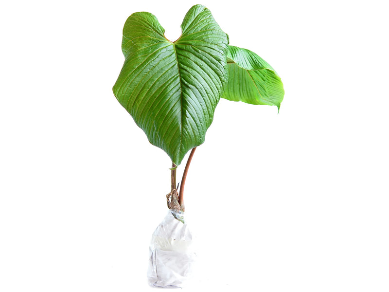 anthurium rugulosum for sale Anthurium rugulosum — Ecuagenera Orquídeas del Ecuador
