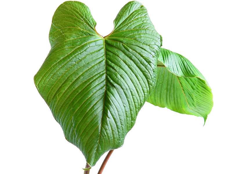 anthurium rugulosum for sale Anthurium rugulosum