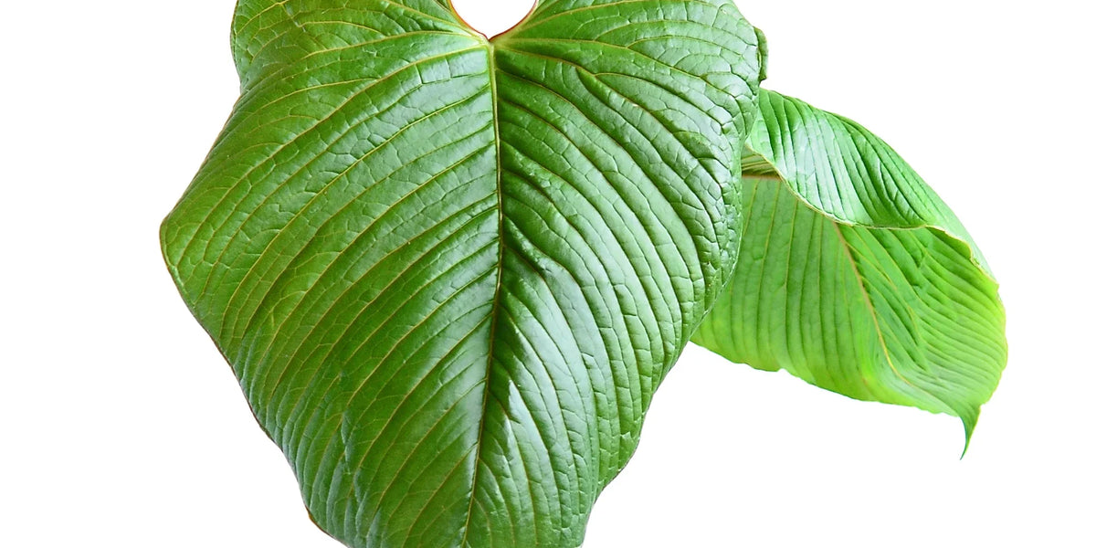 Anthurium rugulosum — Ecuagenera Orquídeas del Ecuador