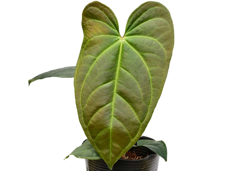 Anthurium sagittatum cf x Anthurium besseae aff