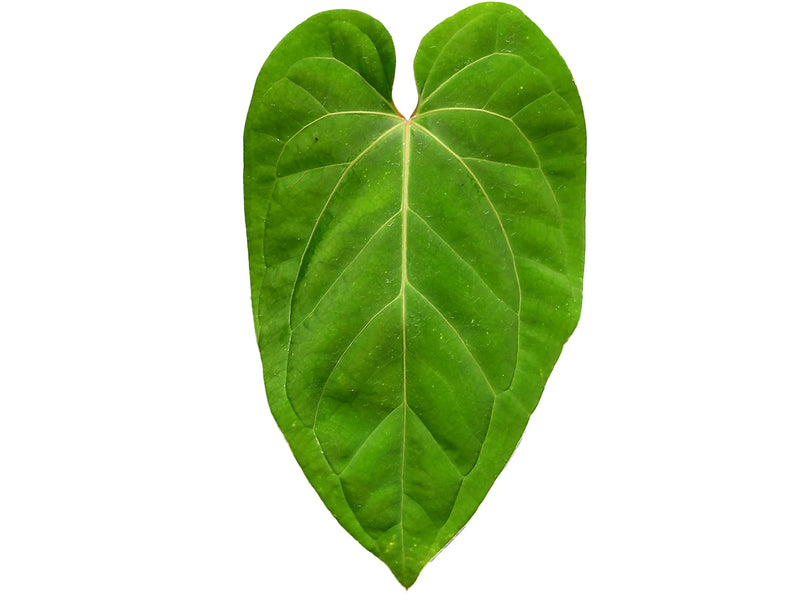 Anthurium Urban Jungle