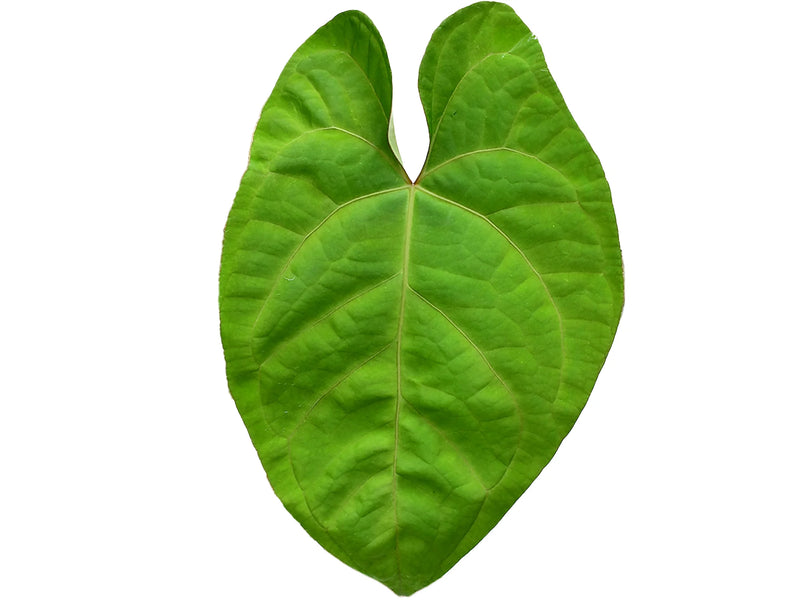 Anthurium Urban Jungle x (Anth. Dr. Block F2 x NSE Red Crystal)