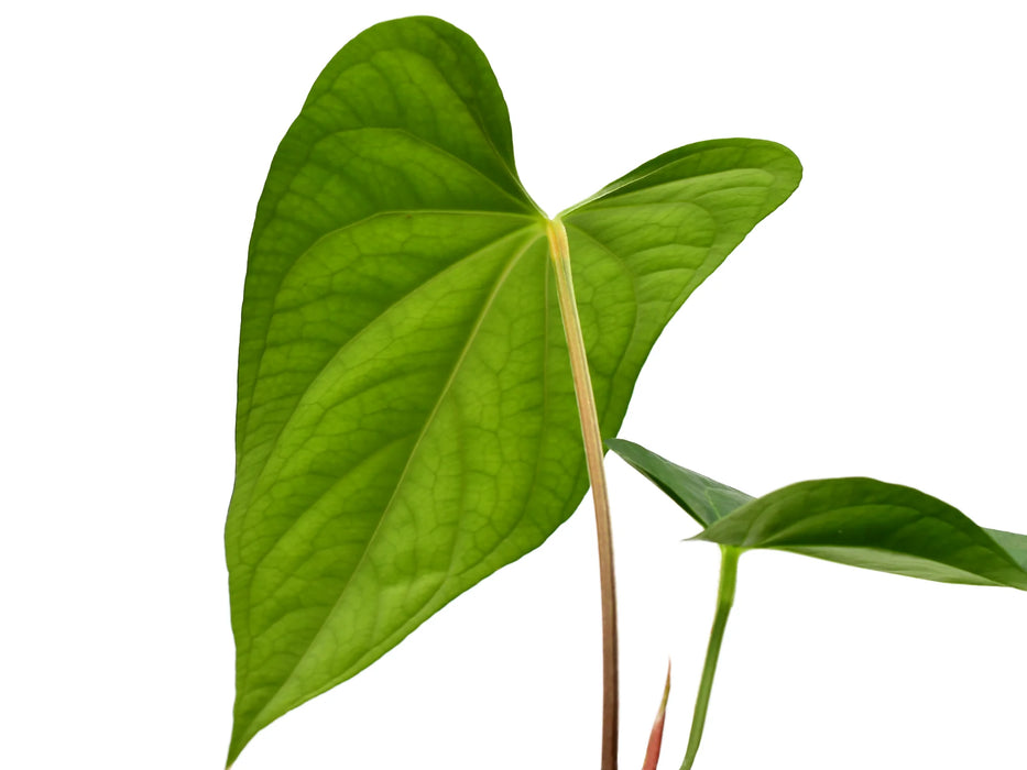 Anthurium sagittatum 'Esmeralda' x Anthurium dressleri