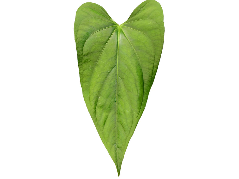 Anthurium Green Gold