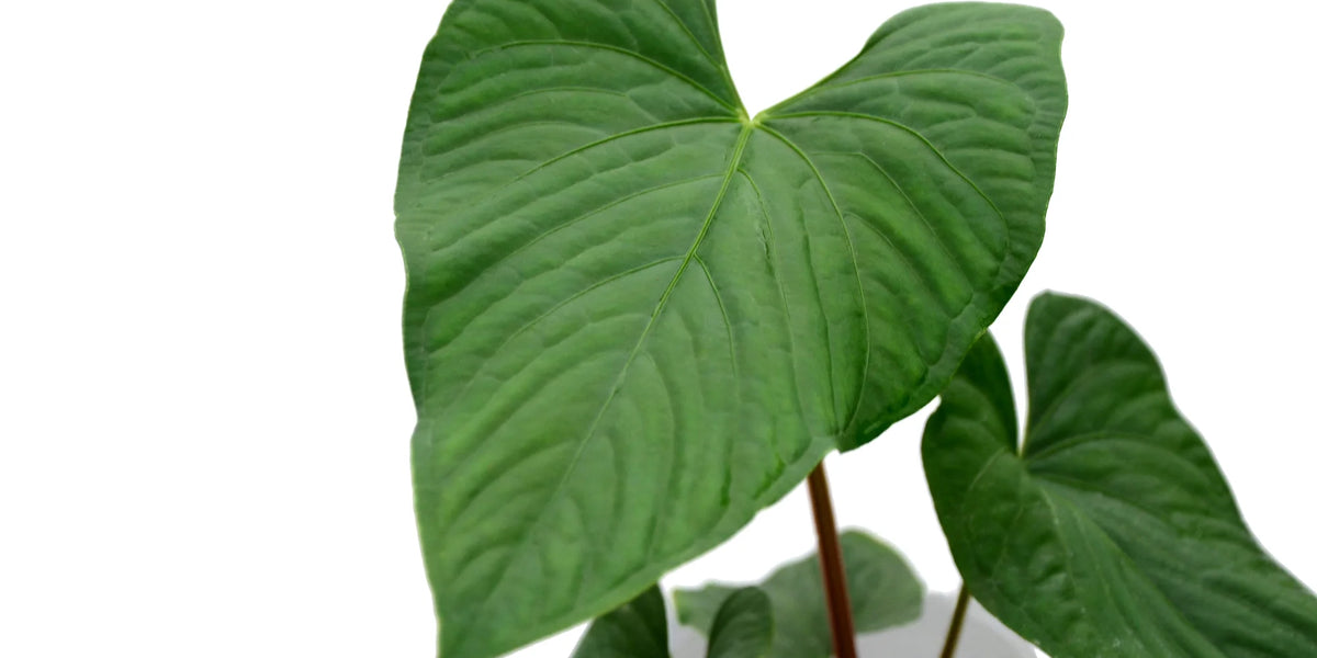 Anthurium sagittatum — Ecuagenera Orquídeas del Ecuador