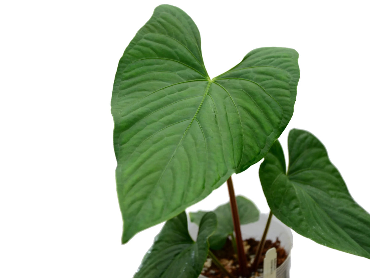 Anthurium_sagittatum_hoja_1200