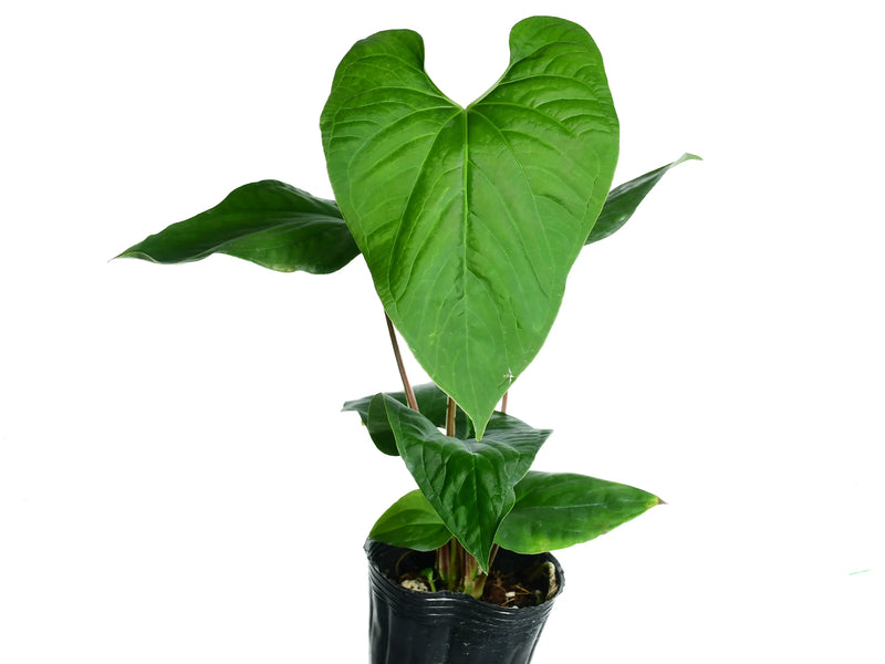 anthurium sagittatum Anthurium sagittatum