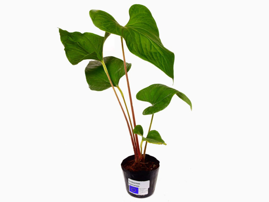 Anthurium sagittatum (seedling)