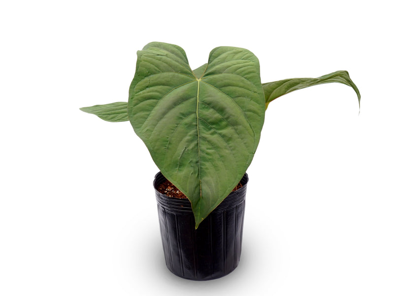 Anthurium sagittatum x Anthurium dressleri
