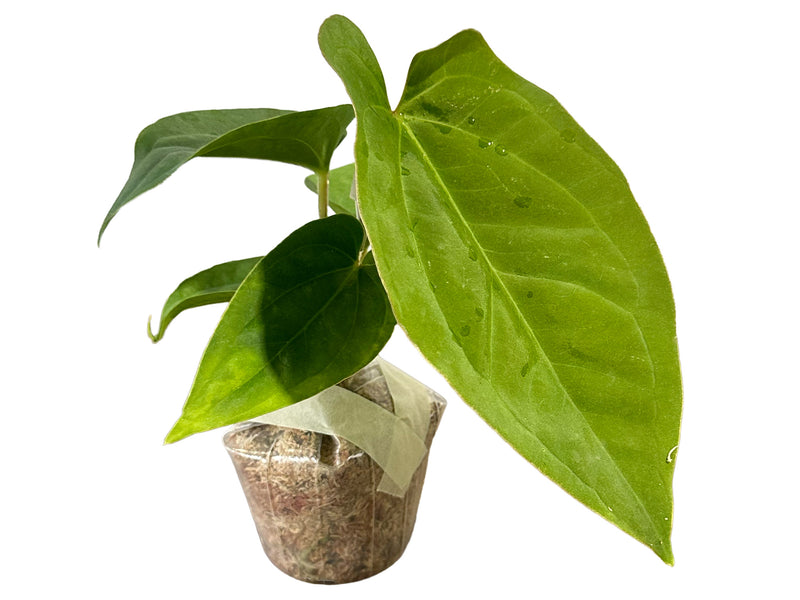 Anthurium sagittatum x Anthurium dressleri