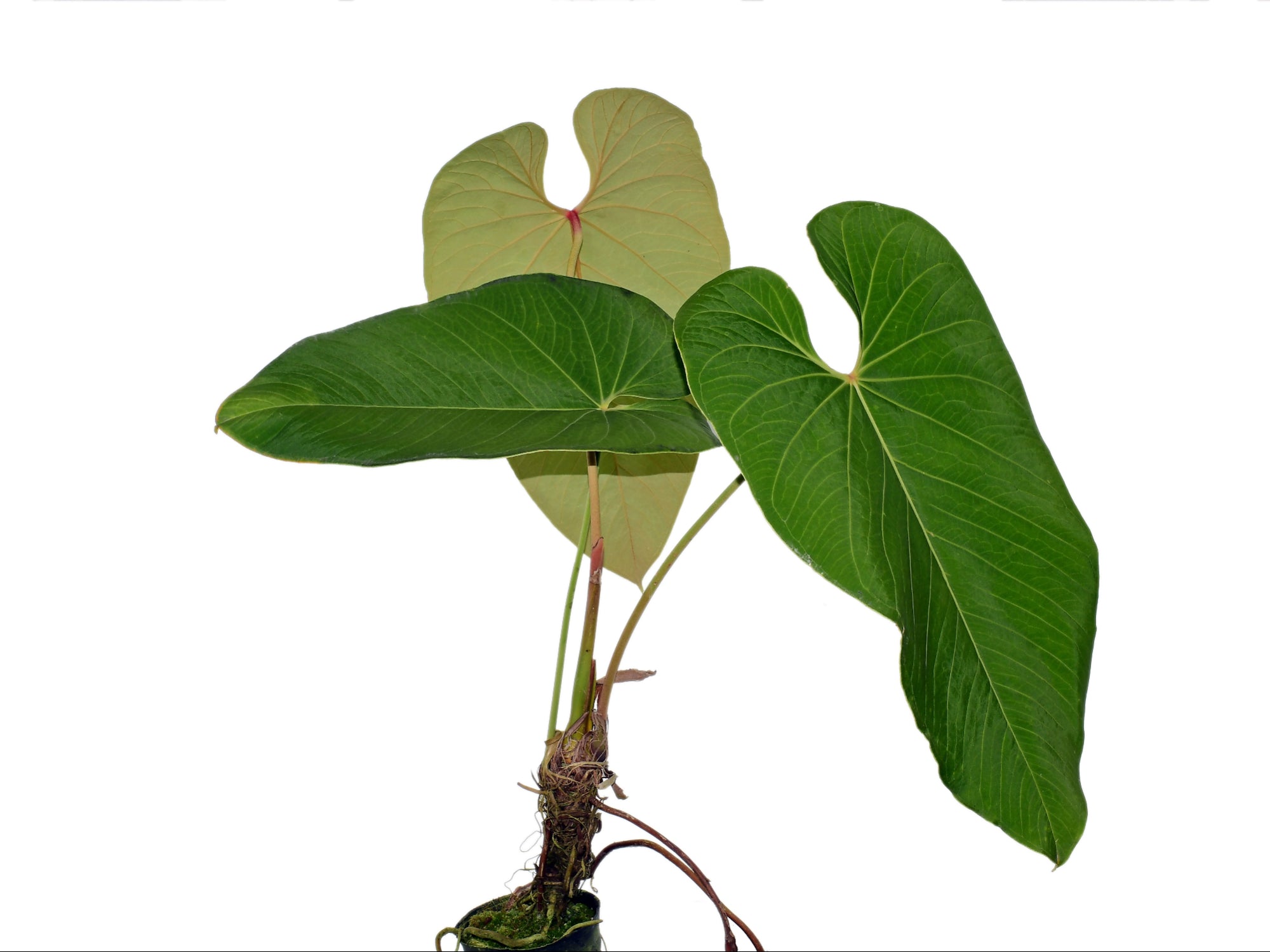 philodendron sanguineum Anthurium sanguineum (seedling) — Ecuagenera Orquídeas del Ecuador