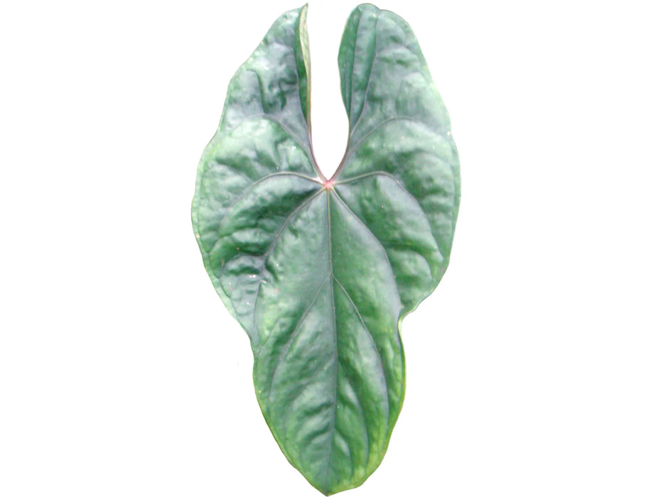 Anthurium sanguineum