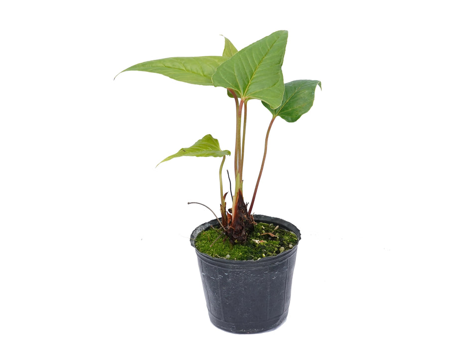 Anthurium sanguineum (seedling)