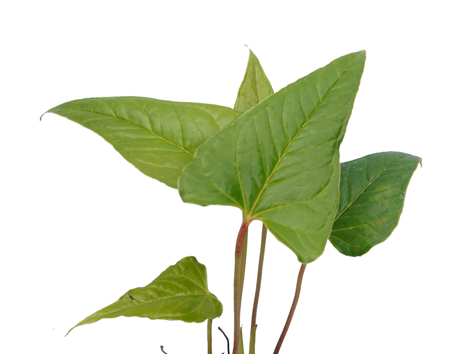 Anthurium sanguineum (seedling)