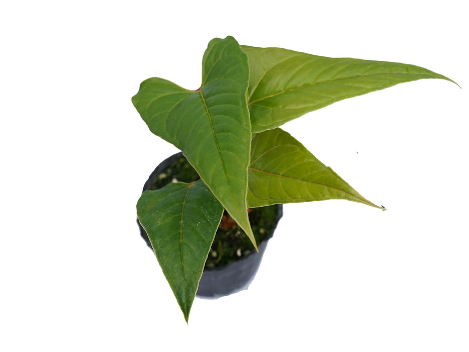 Anthurium sanguineum (seedling)