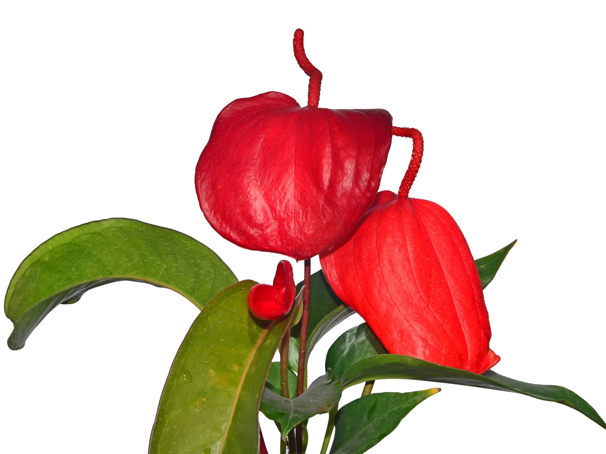 anthurium scherzerianum Anthurium scherzerianum