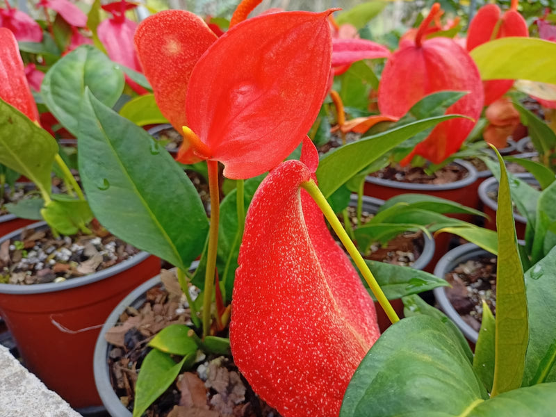 Anthurium scherzerianum