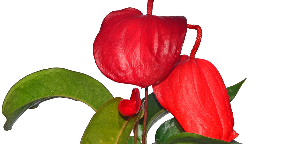 Anthurium scherzerianum — Ecuagenera Orquídeas del Ecuador