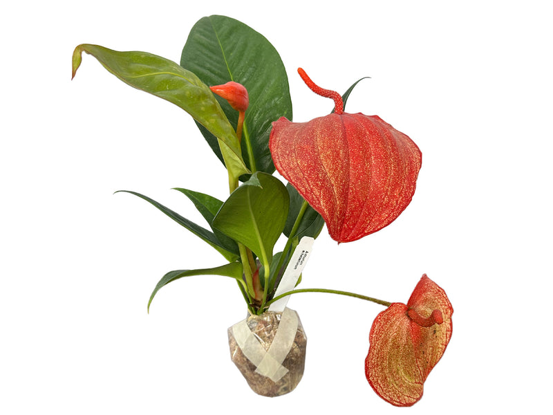 Anthurium scherzerianum