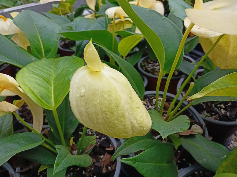 Anthurium scherzerianum