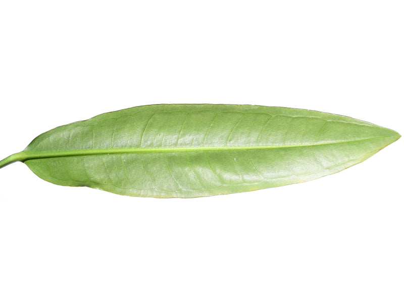 anthurium scolopendrium Anthurium scolopendrinum 2 — Ecuagenera Orquídeas del Ecuador