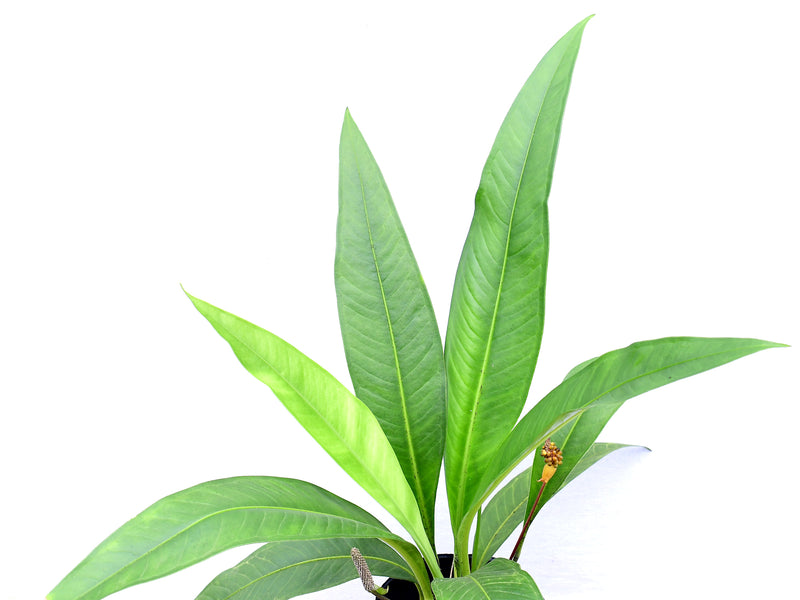 Anthurium scolopendrinum 'Pangui'