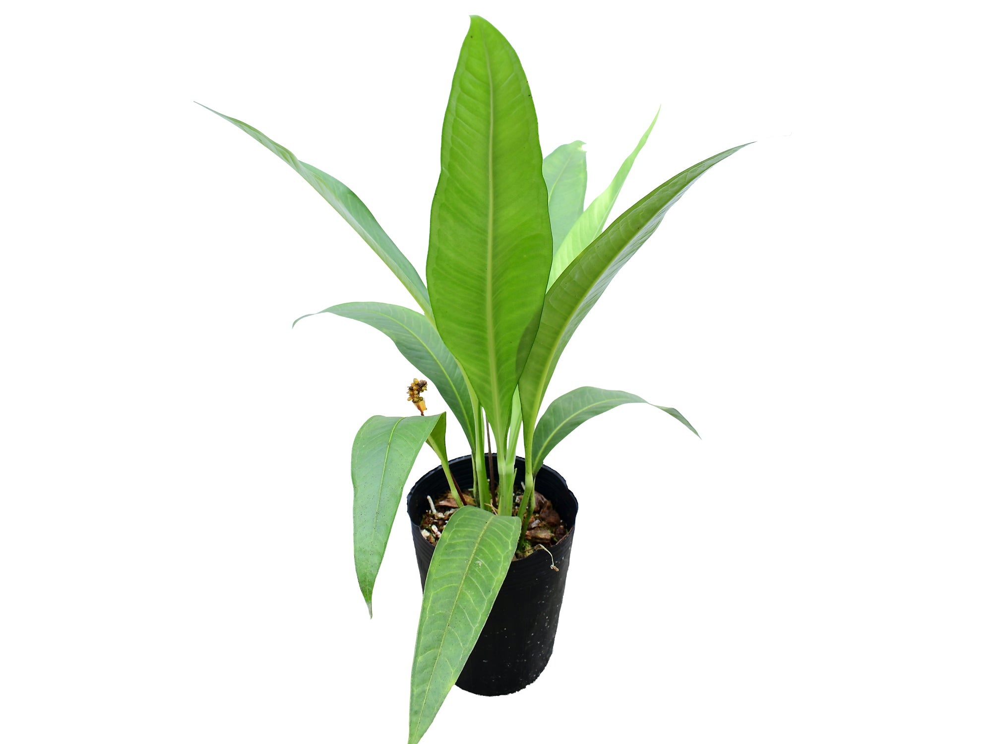 Anthurium scolopendrinum 'Pangui'