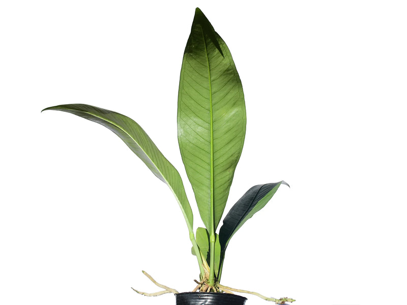 anthurium curling leaves Anthurium scolopendrinum — Ecuagenera Orquídeas del Ecuador