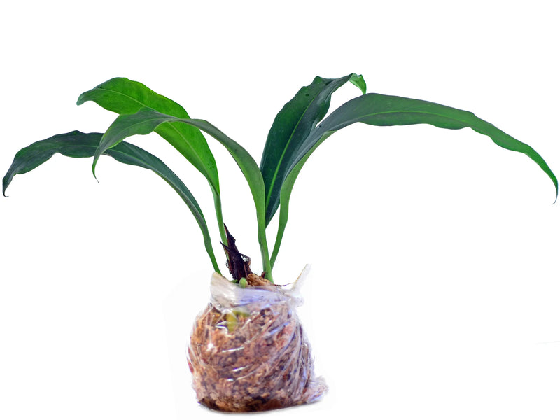 anthurium scolopendrium Anthurium scolopendrinum