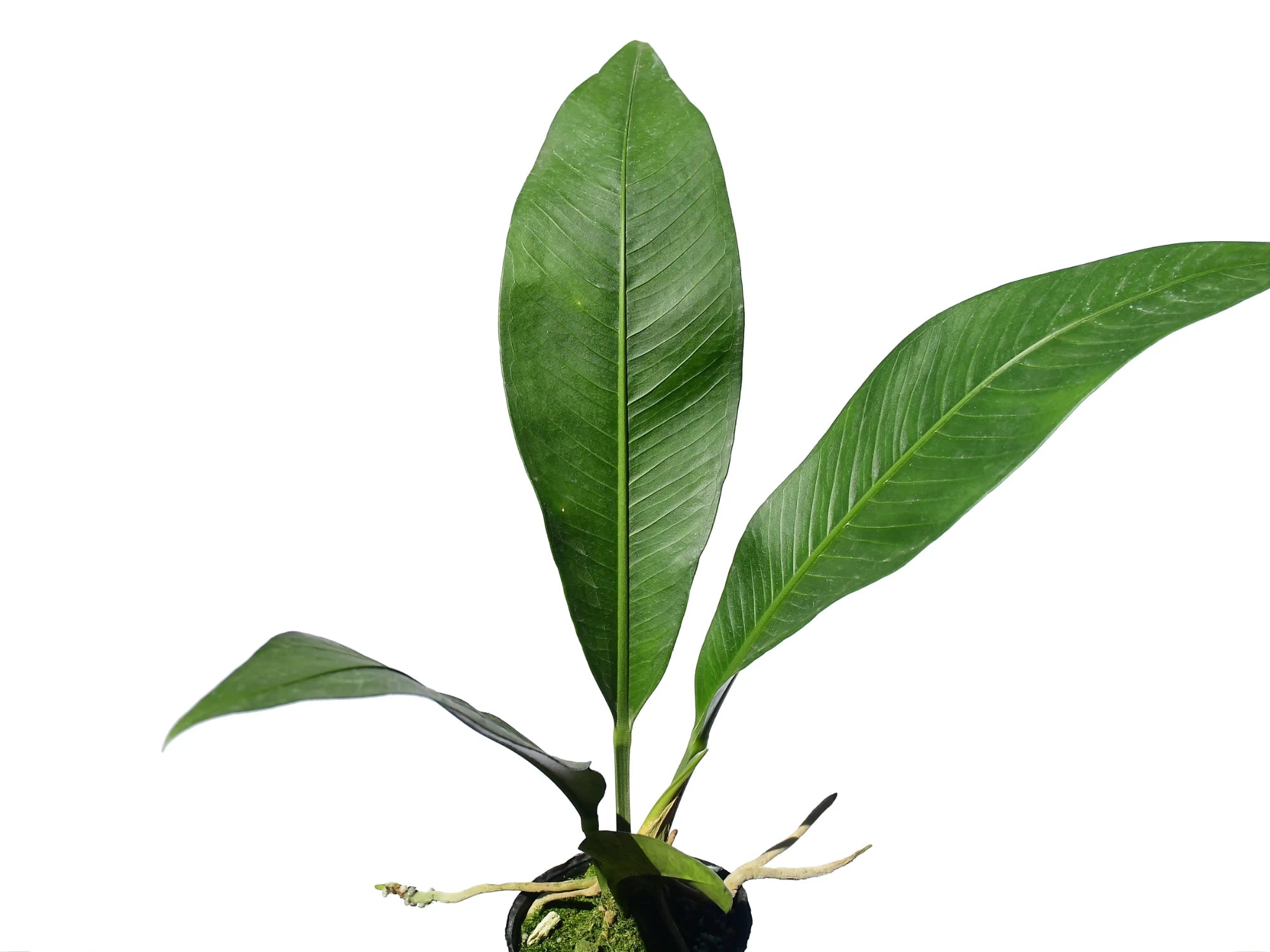 Anthurium scolopendrinum — Ecuagenera Orquídeas del Ecuador