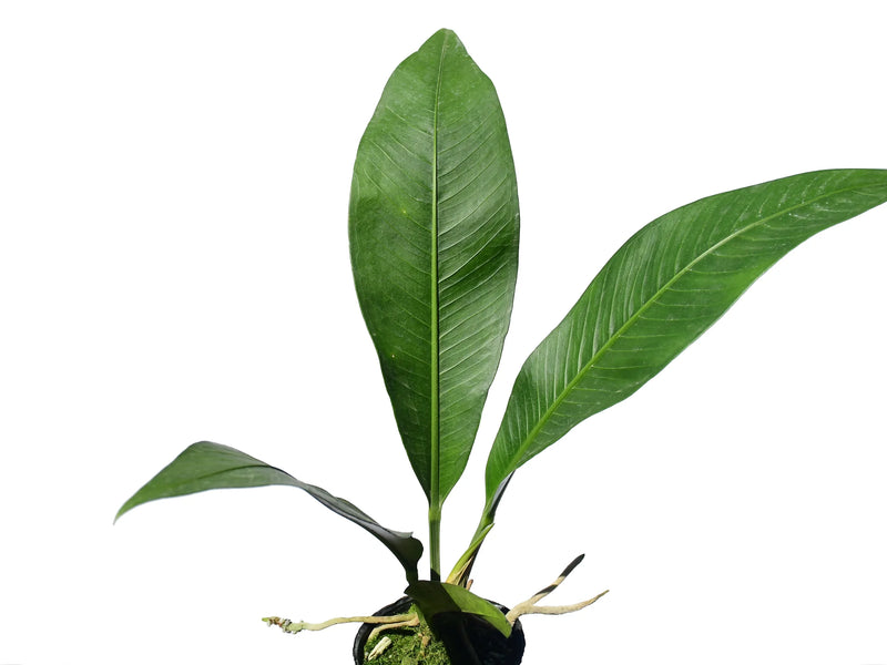 anthurium scolopendrium Anthurium scolopendrinum