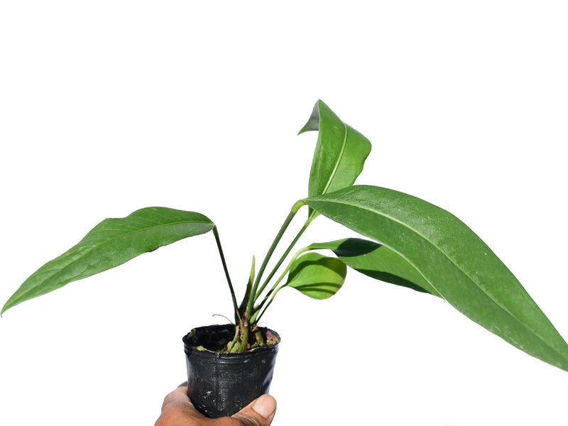 anthurium scolopendrium Anthurium scolopendrinum