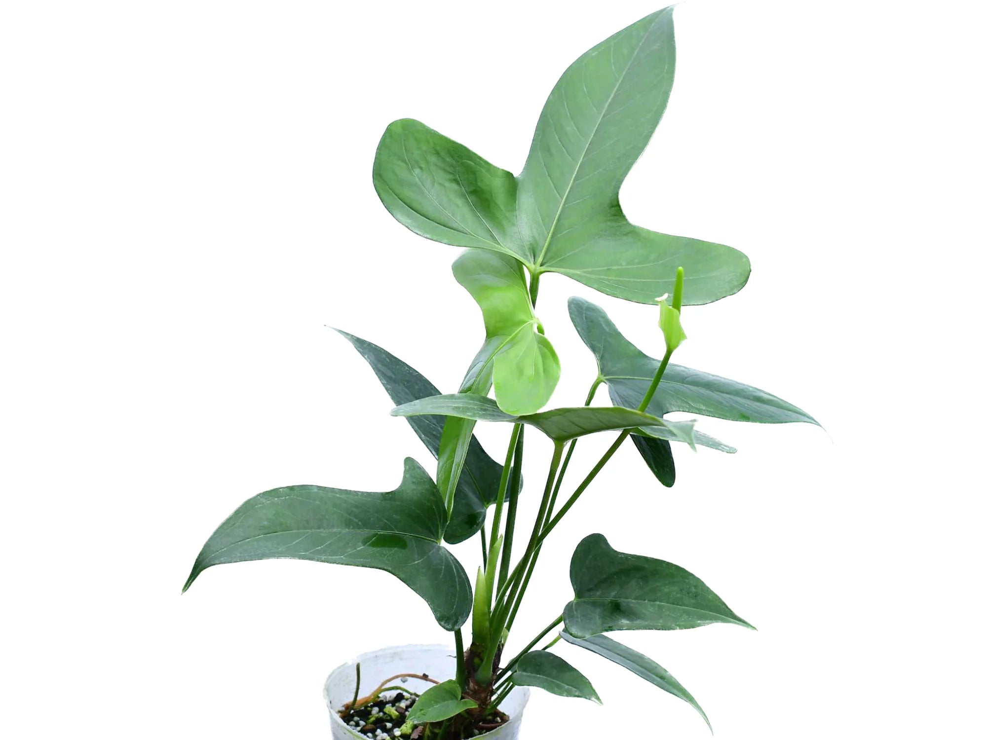 Anthurium Bomboiza