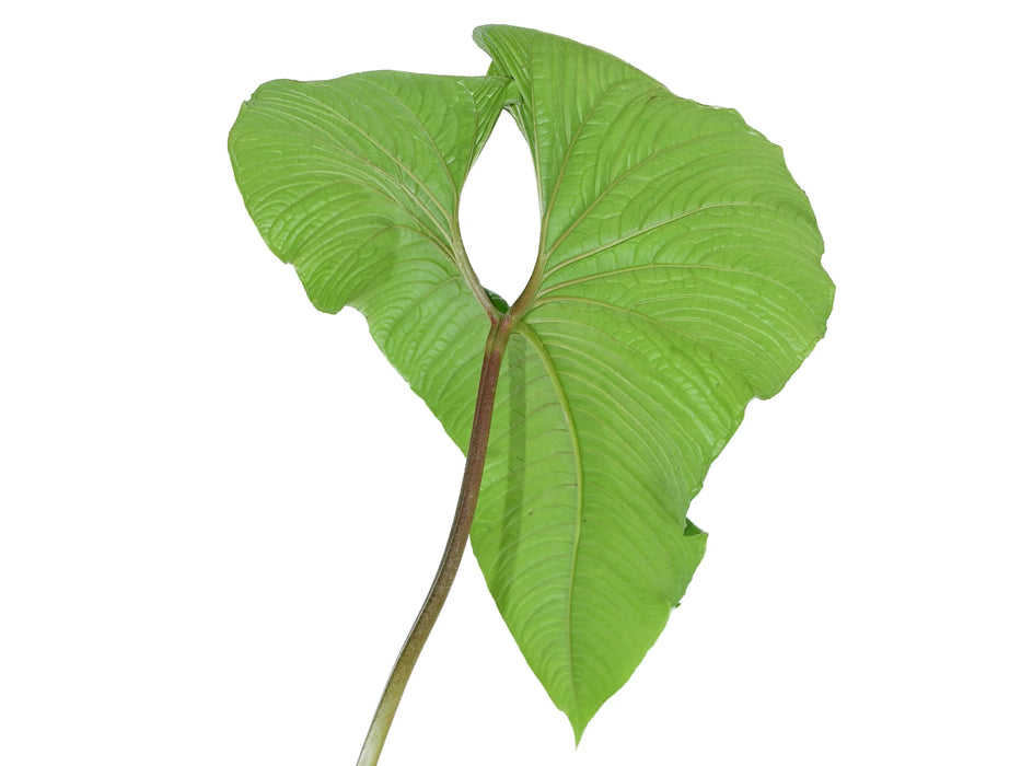 Anthurium sp Pru