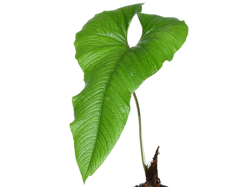 anthurium sp Anthurium sp Pru — Ecuagenera Orquídeas del Ecuador