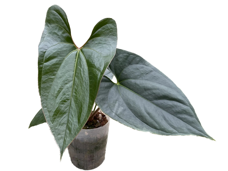 Anthurium sp Silver (seedling)