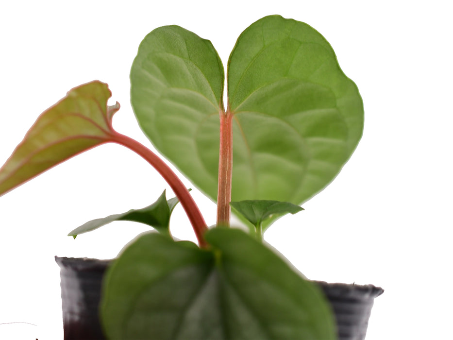 Anthurium sp Silver (seedling)