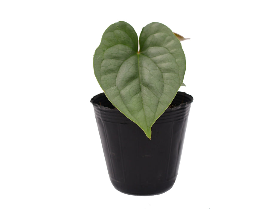 Anthurium sp Silver (seedling)