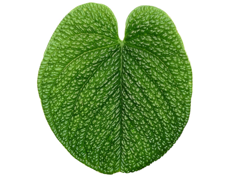 anthurium splendidum for sale Anthurium splendidum