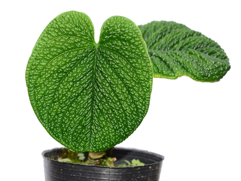 komodo anthurium Anthurium splendidum — Ecuagenera Orquídeas del Ecuador