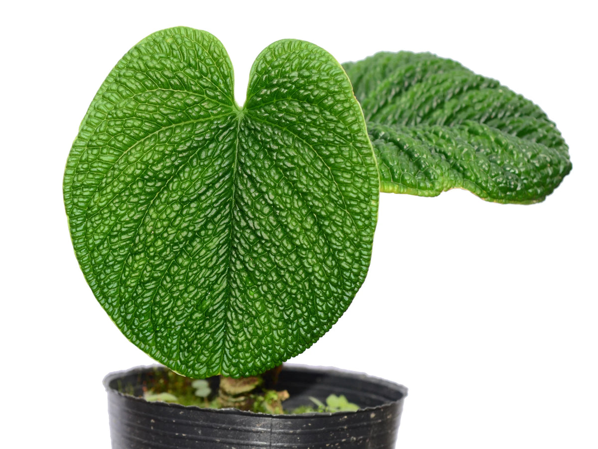 anthurium for sale usa Anthurium splendidum — Ecuagenera Orquídeas del Ecuador