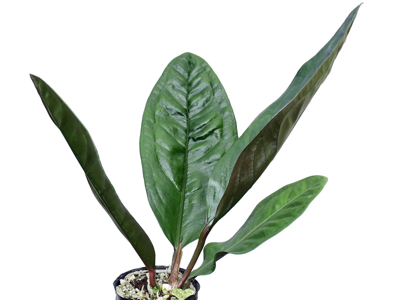 anthurium superbum plant care Anthurium superbum