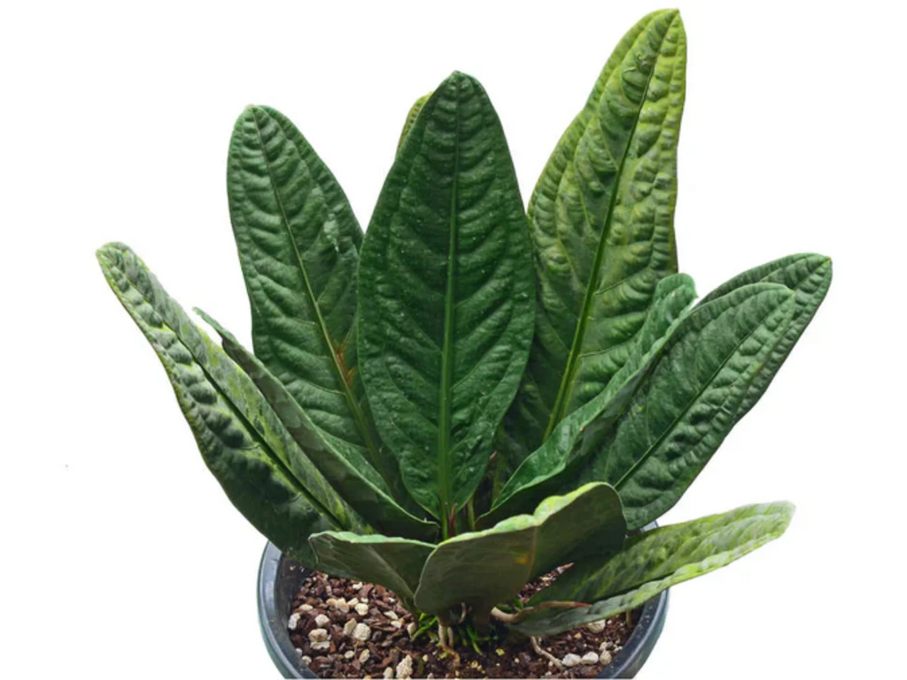 anthurium superbum soil Anthurium superbum — Ecuagenera Orquídeas del Ecuador