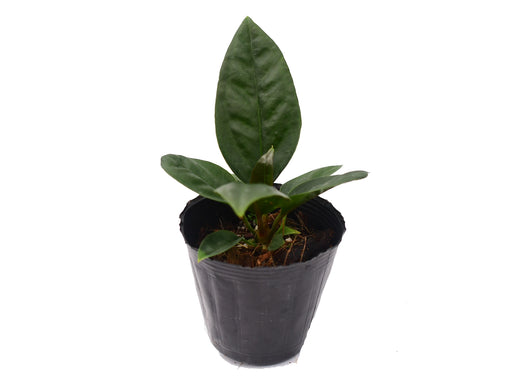 superbum anthurium Anthurium superbum (seedling) — Ecuagenera Orquídeas del Ecuador