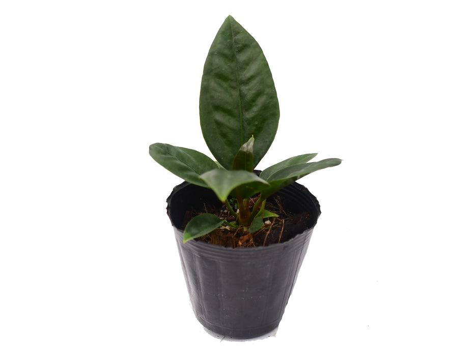 Anthurium superbum (seedling)