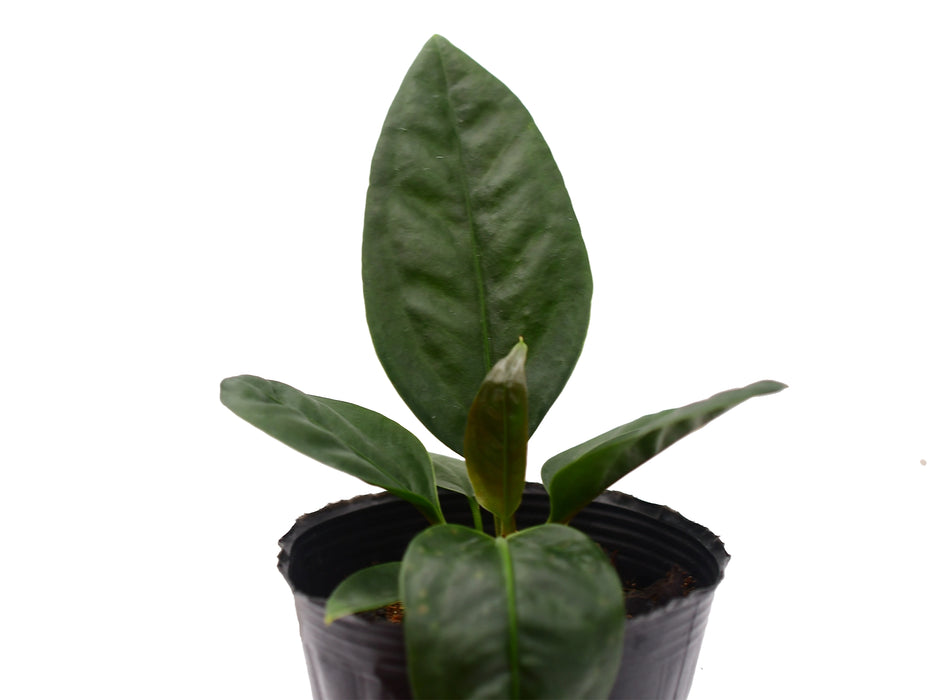 Anthurium superbum (seedling)