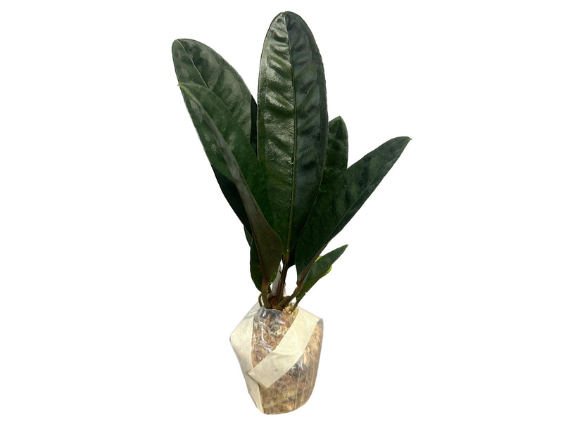 Anthurium superbum
