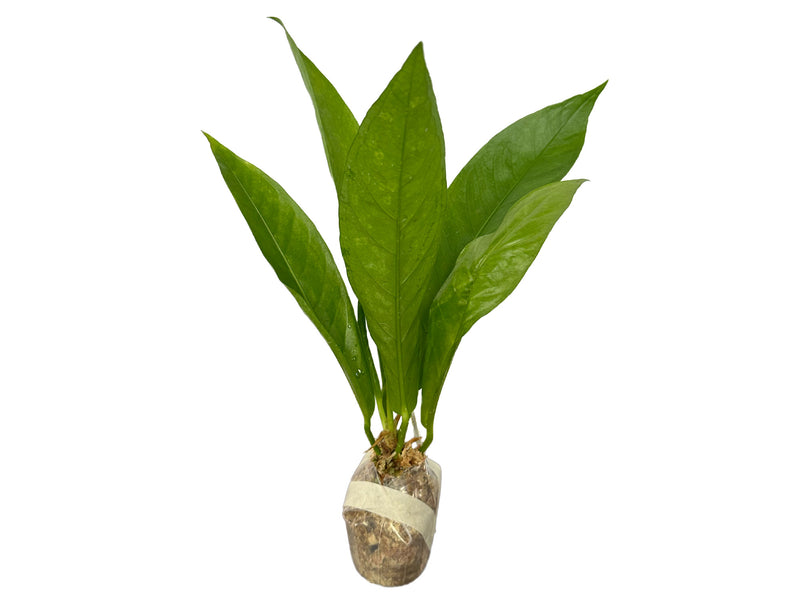 Anthurium timplowmanii