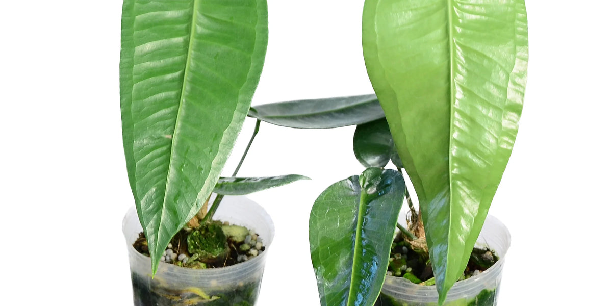 Anthurium timplowmanii #1980