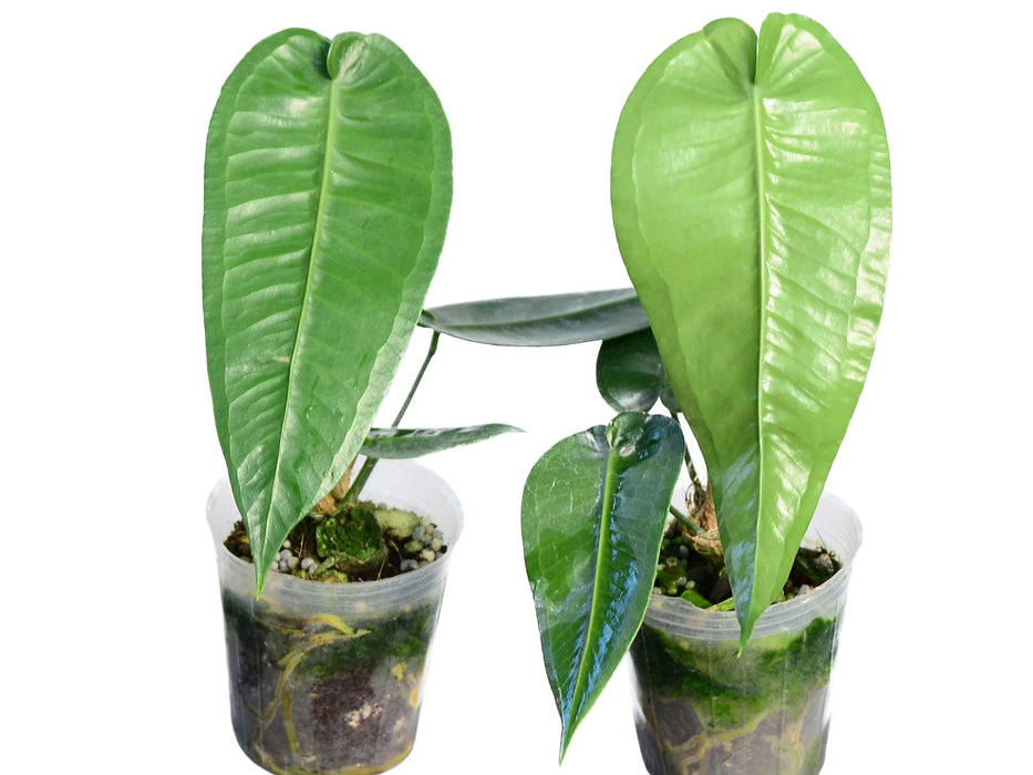 Anthurium timplowmanii